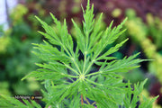 - Acer japonicum 'Ao jutan' Japanese Maple - Mr Maple │ Buy Japanese Maple Trees