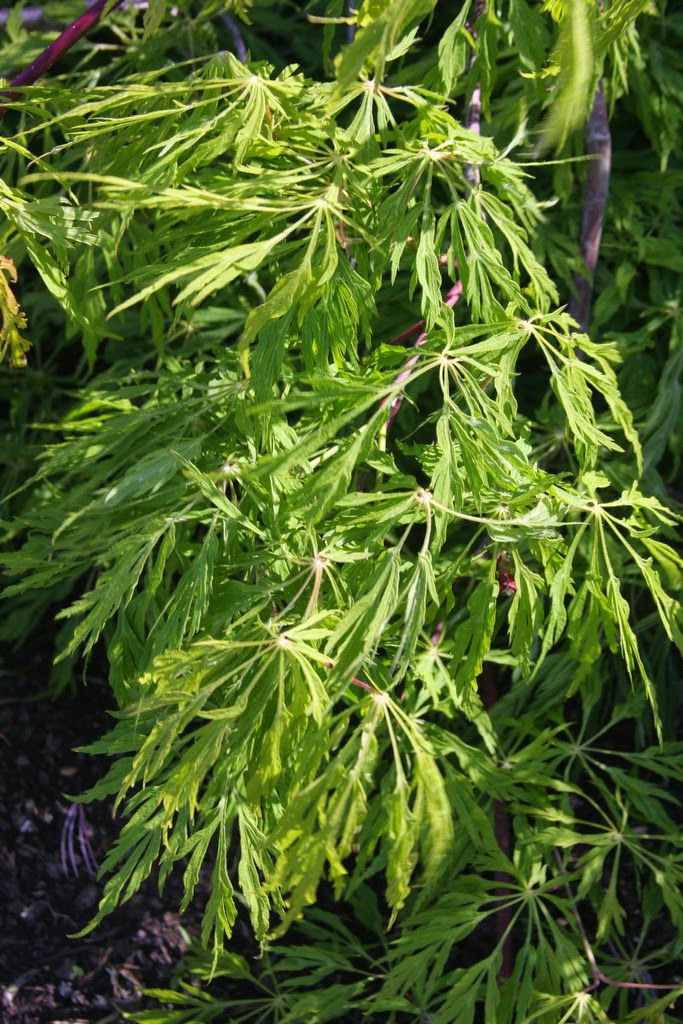 - Acer japonicum 'Ao jutan' Japanese Maple - Mr Maple │ Buy Japanese Maple Trees