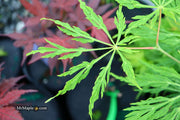 - Acer japonicum 'Ao jutan' Japanese Maple - Mr Maple │ Buy Japanese Maple Trees