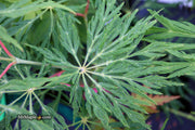 - Acer japonicum 'Ao jutan' Japanese Maple - Mr Maple │ Buy Japanese Maple Trees