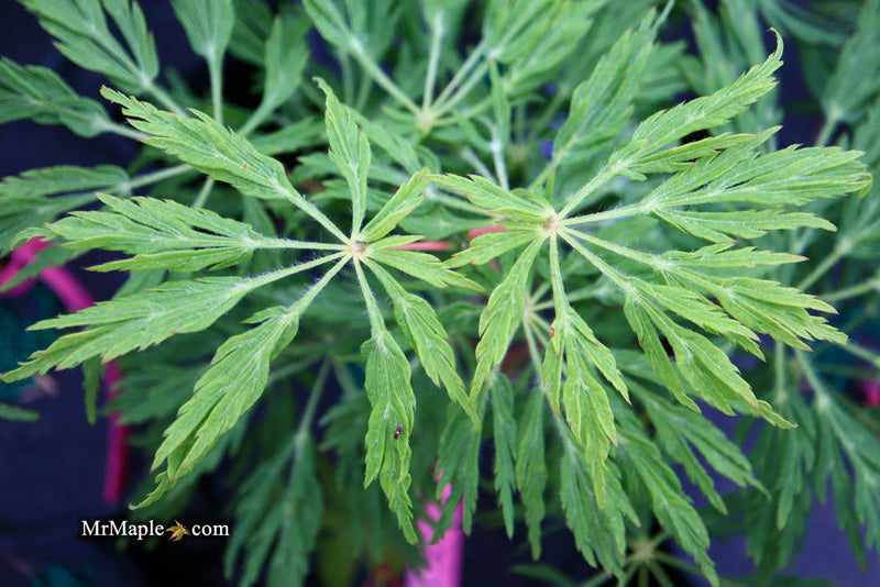 - Acer japonicum 'Ao jutan' Japanese Maple - Mr Maple │ Buy Japanese Maple Trees