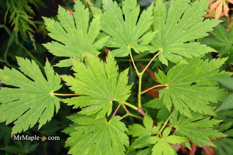 - Acer japonicum 'Attaryi' Japanese Maple - Mr Maple │ Buy Japanese Maple Trees