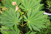 - Acer japonicum 'Attaryi' Japanese Maple - Mr Maple │ Buy Japanese Maple Trees