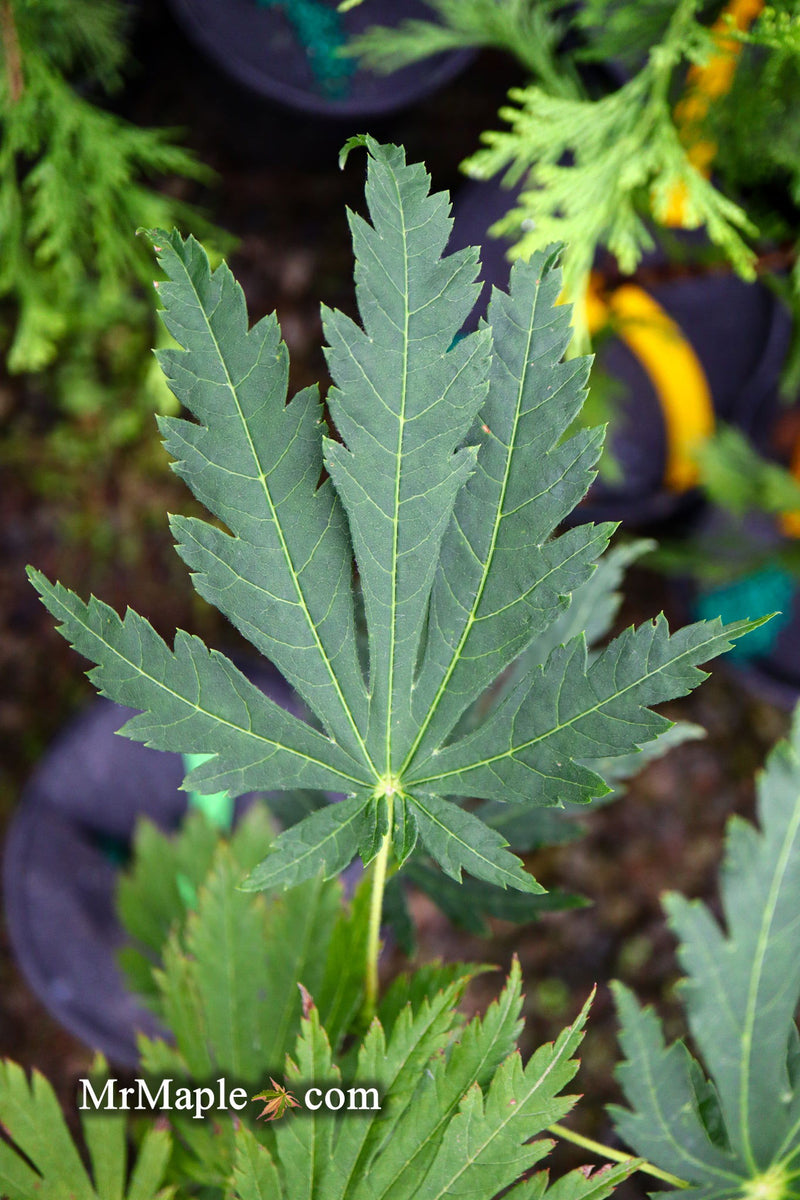 - Acer japonicum 'Attaryi' Japanese Maple - Mr Maple │ Buy Japanese Maple Trees