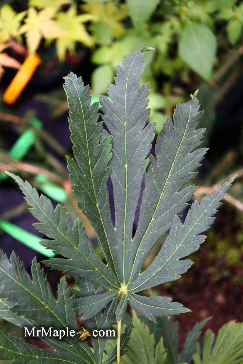 - Acer japonicum 'Attaryi' Japanese Maple - Mr Maple │ Buy Japanese Maple Trees