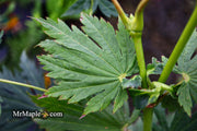 - Acer japonicum 'Attaryi' Japanese Maple - Mr Maple │ Buy Japanese Maple Trees