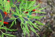 - Acer japonicum 'Autumn Glory' Japanese Maple - Mr Maple │ Buy Japanese Maple Trees