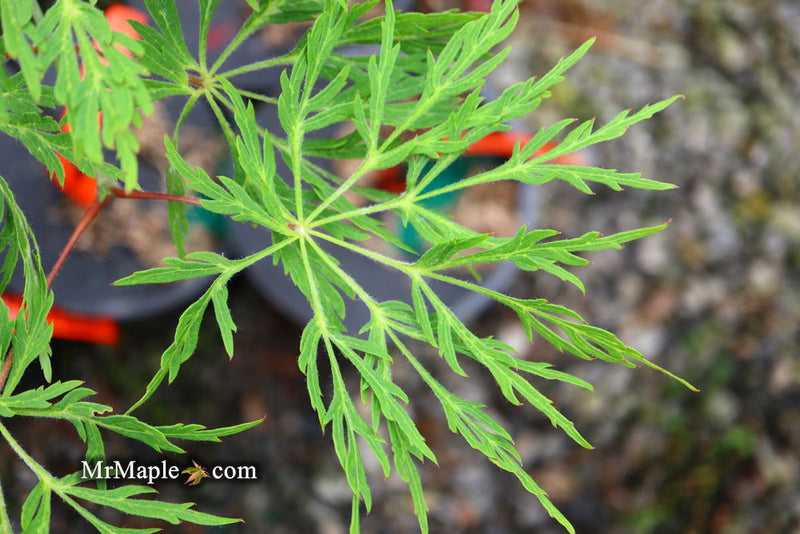 - Acer japonicum 'Autumn Glory' Japanese Maple - Mr Maple │ Buy Japanese Maple Trees