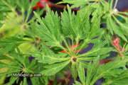 - Acer japonicum 'Autumn Glory' Japanese Maple - Mr Maple │ Buy Japanese Maple Trees