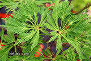 - Acer japonicum 'Autumn Glory' Japanese Maple - Mr Maple │ Buy Japanese Maple Trees