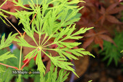 - Acer japonicum 'Branford Beauty' Full Moon Japanese Maple - Mr Maple │ Buy Japanese Maple Trees
