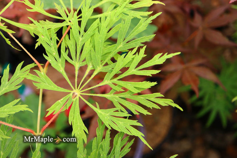 - Acer japonicum 'Branford Beauty' Full Moon Japanese Maple - Mr Maple │ Buy Japanese Maple Trees