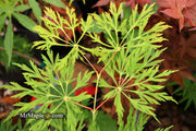 - Acer japonicum 'Branford Beauty' Full Moon Japanese Maple - Mr Maple │ Buy Japanese Maple Trees