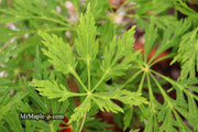 - Acer japonicum 'Branford Beauty' Full Moon Japanese Maple - Mr Maple │ Buy Japanese Maple Trees