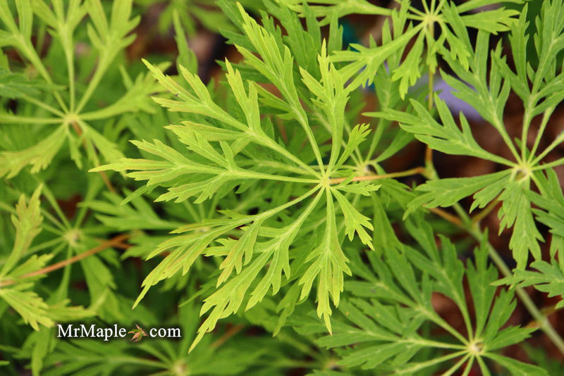 - Acer japonicum 'Branford Beauty' Full Moon Japanese Maple - Mr Maple │ Buy Japanese Maple Trees