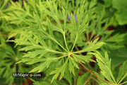 - Acer japonicum 'Branford Beauty' Full Moon Japanese Maple - Mr Maple │ Buy Japanese Maple Trees