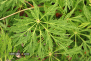 - Acer japonicum 'Branford Beauty' Full Moon Japanese Maple - Mr Maple │ Buy Japanese Maple Trees