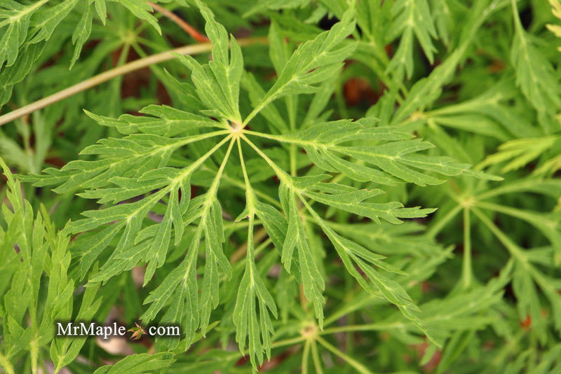 - Acer japonicum 'Branford Beauty' Full Moon Japanese Maple - Mr Maple │ Buy Japanese Maple Trees