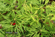 - Acer japonicum 'Branford Beauty' Full Moon Japanese Maple - Mr Maple │ Buy Japanese Maple Trees