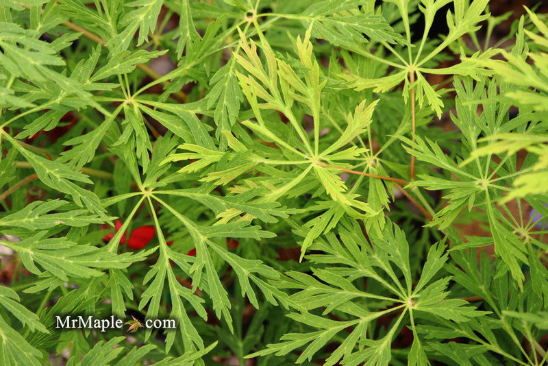 - Acer japonicum 'Branford Beauty' Full Moon Japanese Maple - Mr Maple │ Buy Japanese Maple Trees