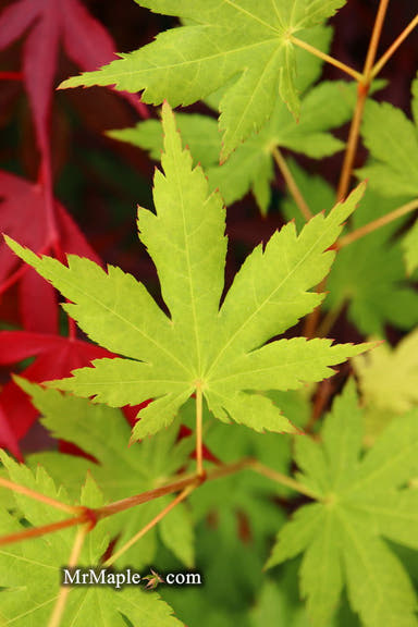 - Acer japonicum 'Charlotte Helene' Full Moon Japanese Maple - Mr Maple │ Buy Japanese Maple Trees