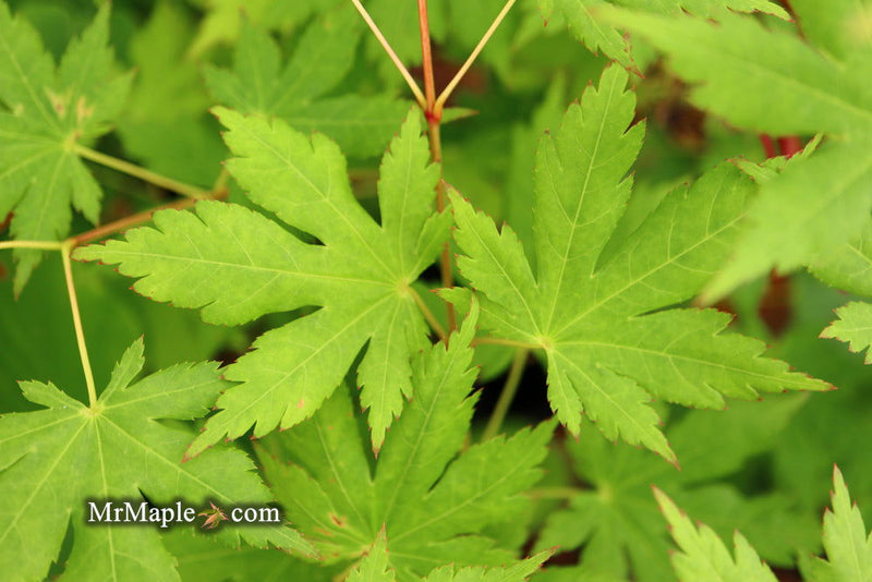- Acer japonicum 'Charlotte Helene' Full Moon Japanese Maple - Mr Maple │ Buy Japanese Maple Trees
