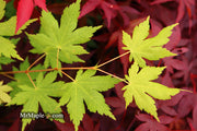 - Acer japonicum 'Charlotte Helene' Full Moon Japanese Maple - Mr Maple │ Buy Japanese Maple Trees