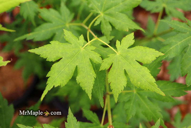 - Acer japonicum 'Charlotte Helene' Full Moon Japanese Maple - Mr Maple │ Buy Japanese Maple Trees