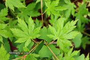 - Acer japonicum 'Charlotte Helene' Full Moon Japanese Maple - Mr Maple │ Buy Japanese Maple Trees