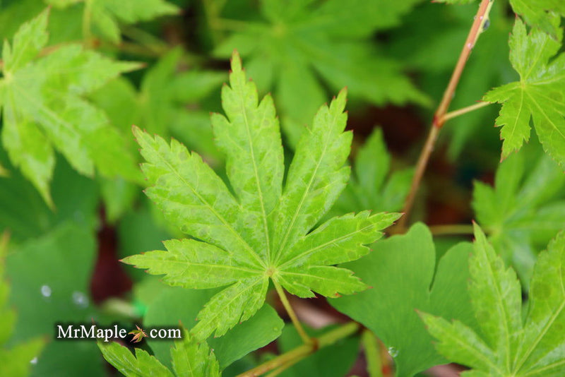 - Acer japonicum 'Charlotte Helene' Full Moon Japanese Maple - Mr Maple │ Buy Japanese Maple Trees