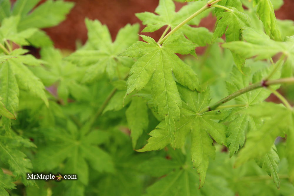 Buy Acer japonicum 'Charlotte Helene' Japanese Maple — Mr Maple │ Buy ...