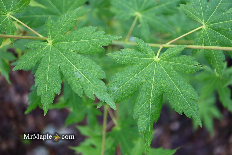 - Acer japonicum 'Charlotte Helene' Full Moon Japanese Maple - Mr Maple │ Buy Japanese Maple Trees