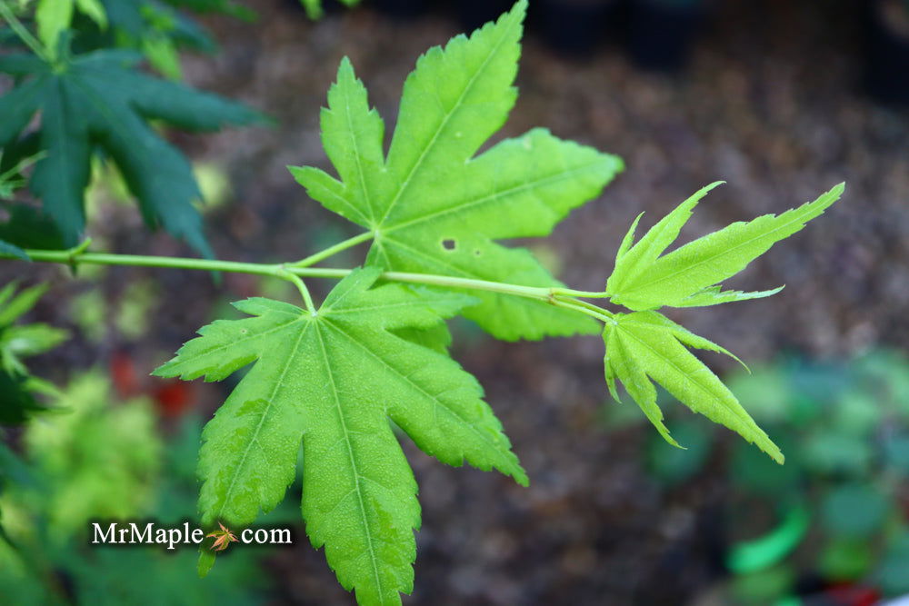 Buy Acer japonicum 'Charlotte Helene' Japanese Maple — Mr Maple │ Buy ...