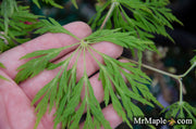 - Acer japonicum 'Dissectum' Weeping Laceleaf Full Moon Japanese Maple - Mr Maple │ Buy Japanese Maple Trees