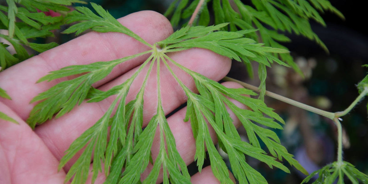 Buy Acer japonicum 'Dissectum' Weeping Laceleaf Full Moon Japanese