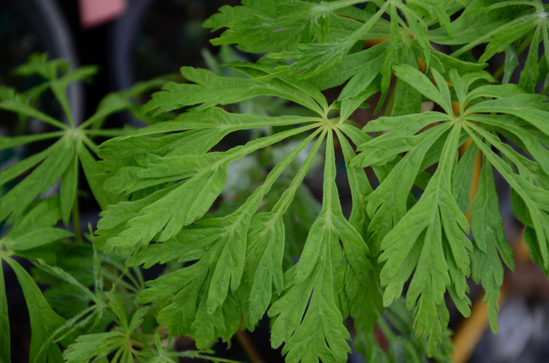 - Acer japonicum 'Dissectum' Weeping Laceleaf Full Moon Japanese Maple - Mr Maple │ Buy Japanese Maple Trees