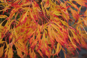 - Acer japonicum 'Fairy Lights' Dwarf Full Moon Japanese Maple - Mr Maple │ Buy Japanese Maple Trees