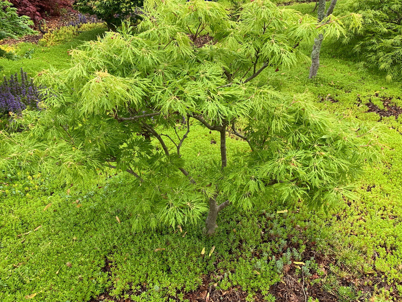 - Acer japonicum 'Fairy Lights' Dwarf Full Moon Japanese Maple - Mr Maple │ Buy Japanese Maple Trees