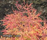 - Acer japonicum 'Fairy Lights' Dwarf Full Moon Japanese Maple - Mr Maple │ Buy Japanese Maple Trees
