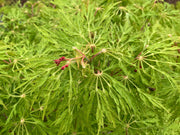 - Acer japonicum 'Fairy Lights' Dwarf Full Moon Japanese Maple - Mr Maple │ Buy Japanese Maple Trees