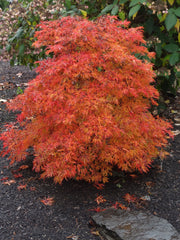 - Acer japonicum 'Fairy Lights' Dwarf Full Moon Japanese Maple - Mr Maple │ Buy Japanese Maple Trees