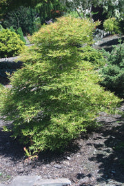 - Acer japonicum 'Fairy Lights' Dwarf Full Moon Japanese Maple - Mr Maple │ Buy Japanese Maple Trees