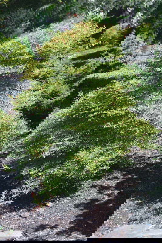 - Acer japonicum 'Fairy Lights' Dwarf Full Moon Japanese Maple - Mr Maple │ Buy Japanese Maple Trees