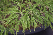 - Acer japonicum 'Fairy Lights' Dwarf Full Moon Japanese Maple - Mr Maple │ Buy Japanese Maple Trees