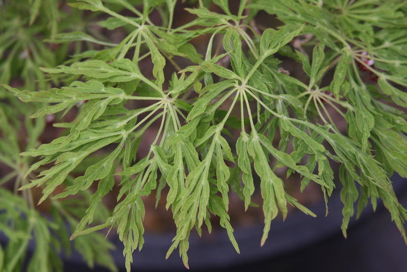- Acer japonicum 'Fairy Lights' Dwarf Full Moon Japanese Maple - Mr Maple │ Buy Japanese Maple Trees