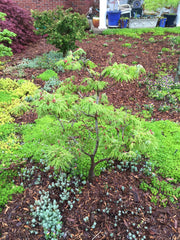 - Acer japonicum 'Fairy Lights' Dwarf Full Moon Japanese Maple - Mr Maple │ Buy Japanese Maple Trees