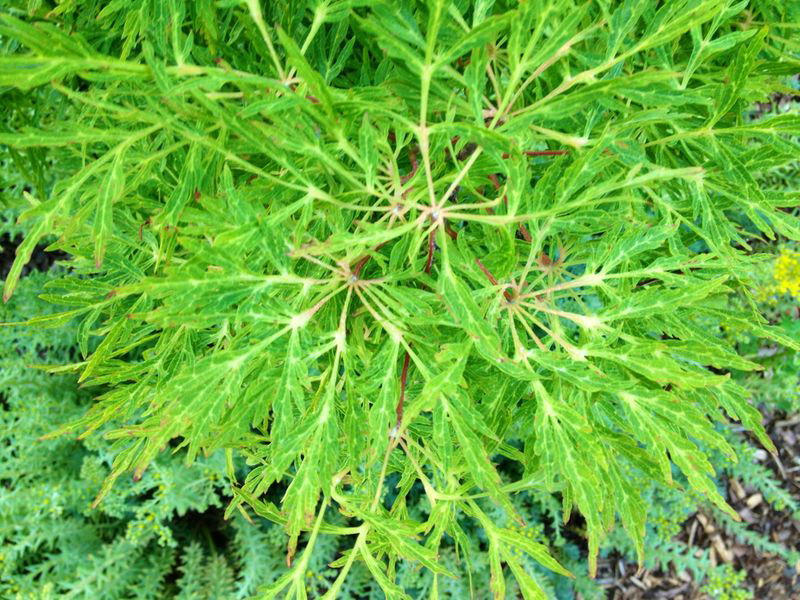 - Acer japonicum 'Fairy Lights' Dwarf Full Moon Japanese Maple - Mr Maple │ Buy Japanese Maple Trees