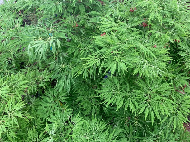 - Acer japonicum 'Fairy Lights' Dwarf Full Moon Japanese Maple - Mr Maple │ Buy Japanese Maple Trees