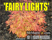 - Acer japonicum 'Fairy Lights' Dwarf Full Moon Japanese Maple - Mr Maple │ Buy Japanese Maple Trees