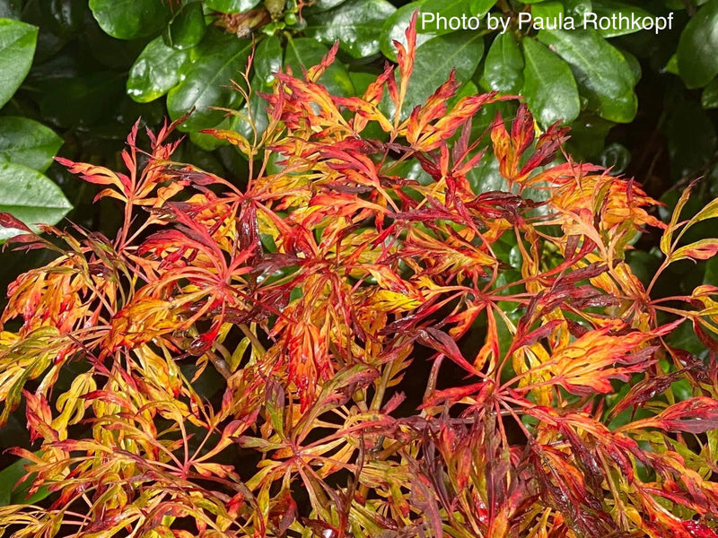 - Acer japonicum 'Fairy Lights' Dwarf Full Moon Japanese Maple - Mr Maple │ Buy Japanese Maple Trees